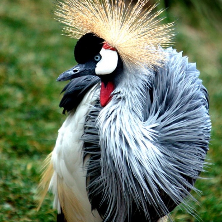 Animals Over The World #1719